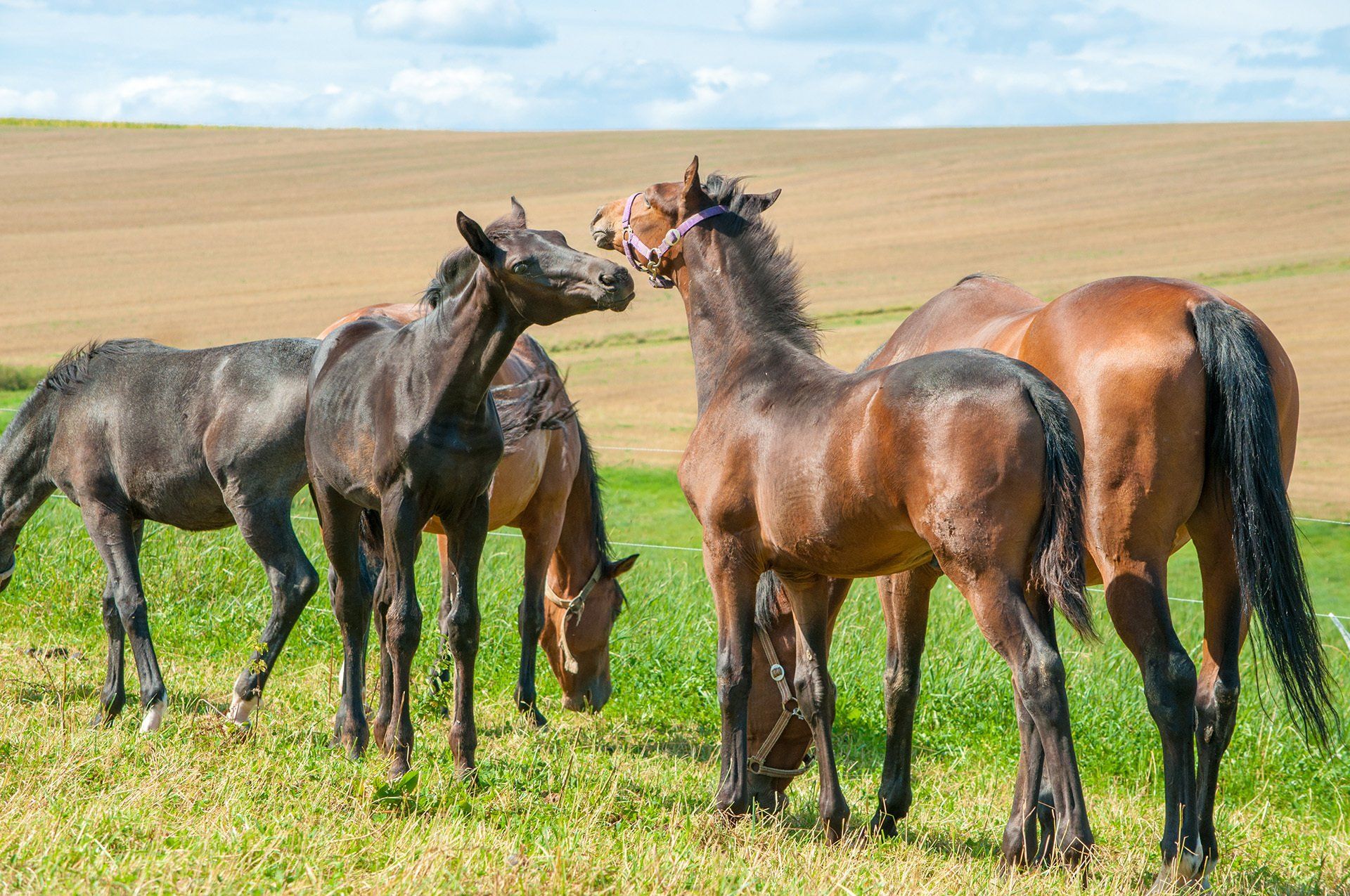 Horses at an equestrian centre