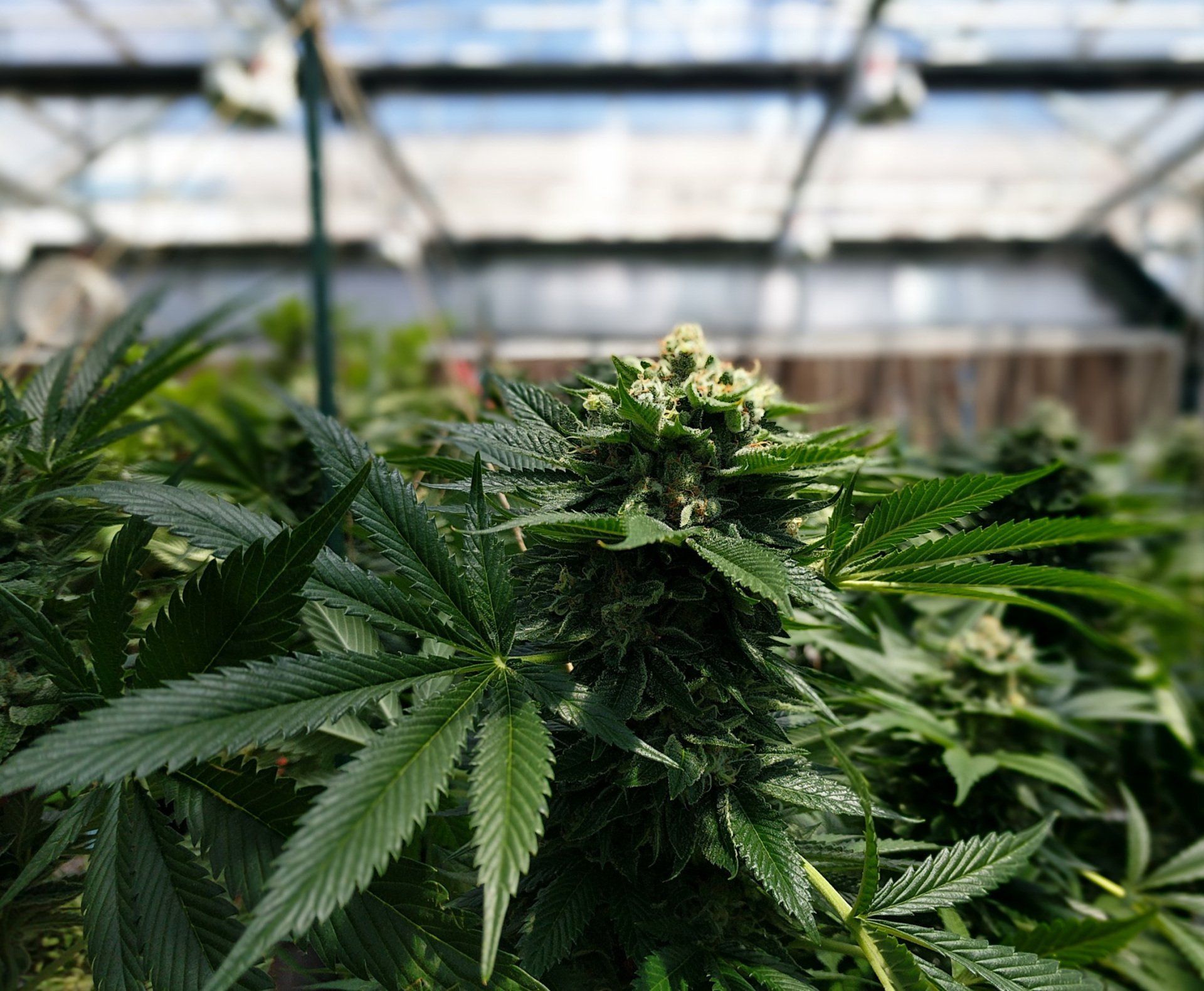 Cannabis growing in an indoor facility